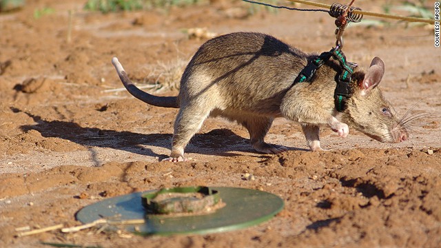 Ilustracja do artykułu 'Szczury - szkolenie